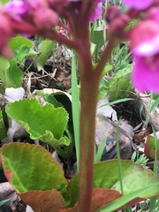 Bergenia crassifolia