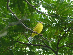 Crithagra hyposticta