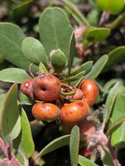 Arctostaphylos morroensis