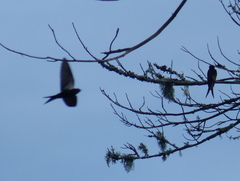 Psalidoprocne pristoptera