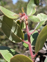 Arctostaphylos morroensis