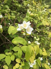 Philadelphus coronarius