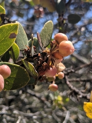 Arctostaphylos morroensis