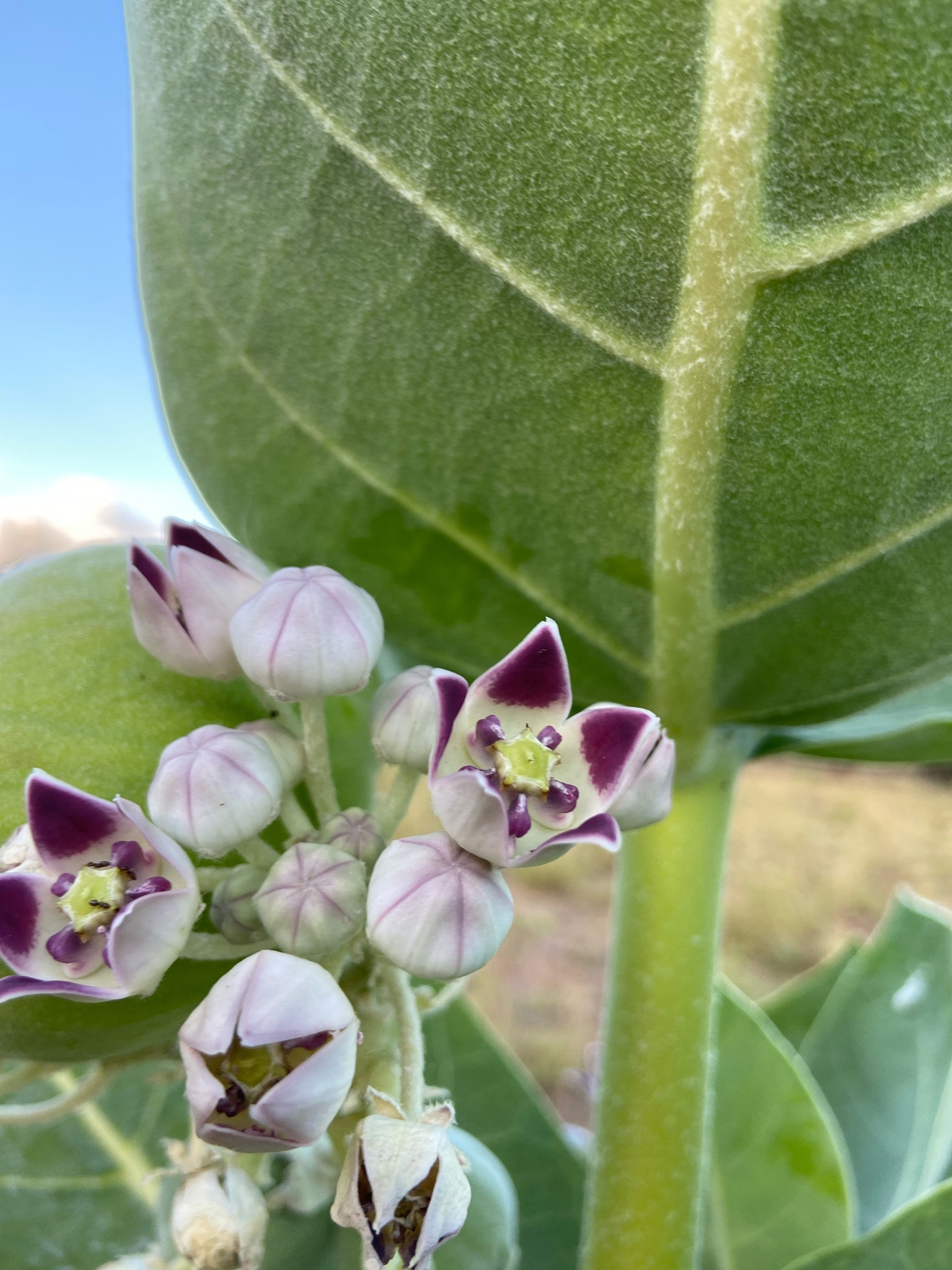 Calotropis procera