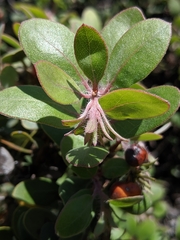 Arctostaphylos morroensis