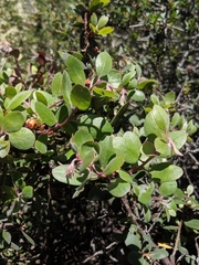 Arctostaphylos morroensis