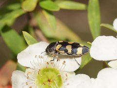 Castiarina inconspicua