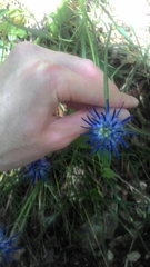 Phyteuma scheuchzeri