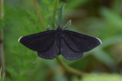 Odezia atrata