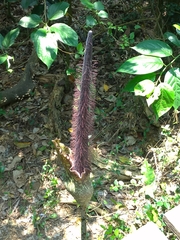 Amorphophallus hirtus