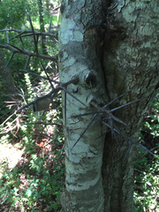 Crataegus marshallii