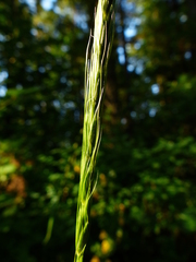 Elymus glaucus glaucus