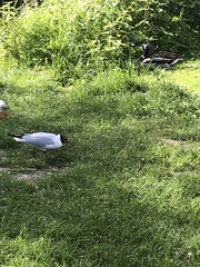 Chroicocephalus ridibundus