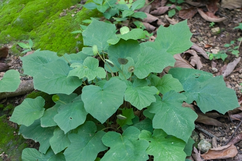 Dorstenia drakena (Dorstenia drakena)