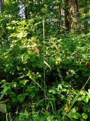 Elymus glaucus glaucus