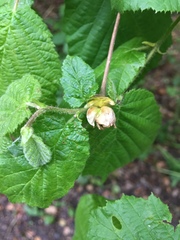 Phytoptus avellanae