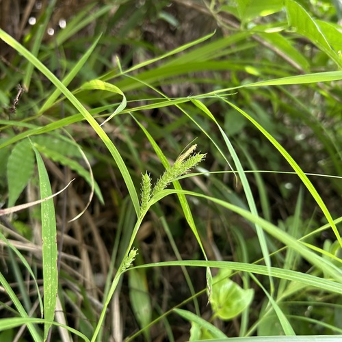 Carex ligulata iNat (3)