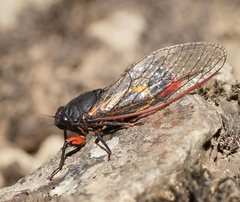 Yoyetta spectabilis