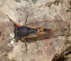 Yoyetta spectabilis