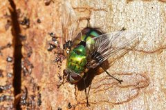 Chrysorutilia