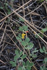 Acmispon decumbens