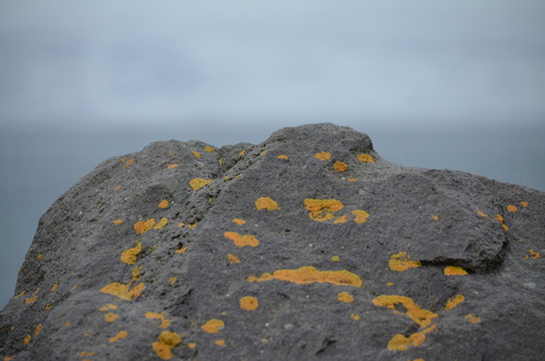 krásnikotvaré (Teloschistales)