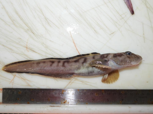 Laval's eelpout (Lycodes lavalaei) — Zoarcidae
