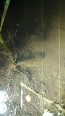 Whitmania pigra