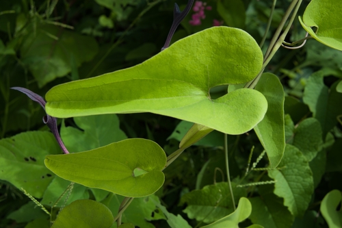 Aristolochia glossa (Aristolochia glossa)