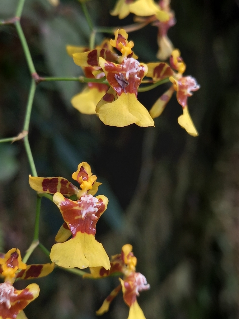 Oncidium pentadactylon