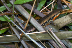 Eutropis macularia