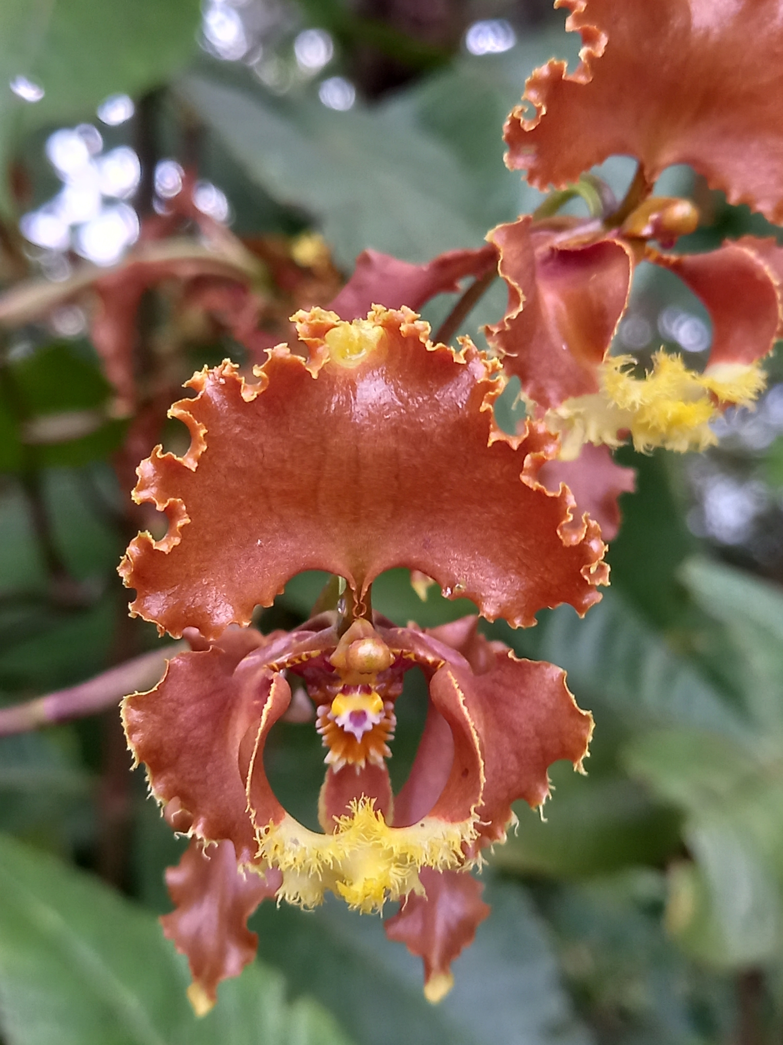 Cyrtochilum serratum (Lindl.) Kraenzl. 3