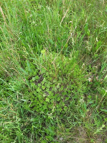 Phedimus spurius