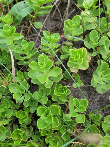 Phedimus spurius