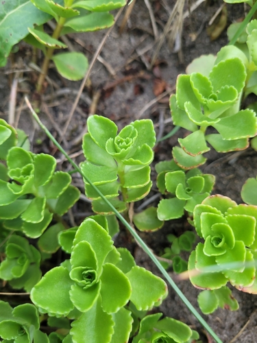 Phedimus spurius