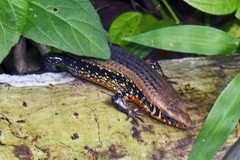 Eutropis macularia