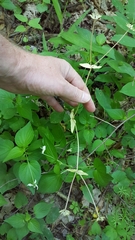 Valerianella chenopodifolia
