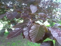 Fagus sylvatica