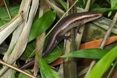 Eutropis macularia