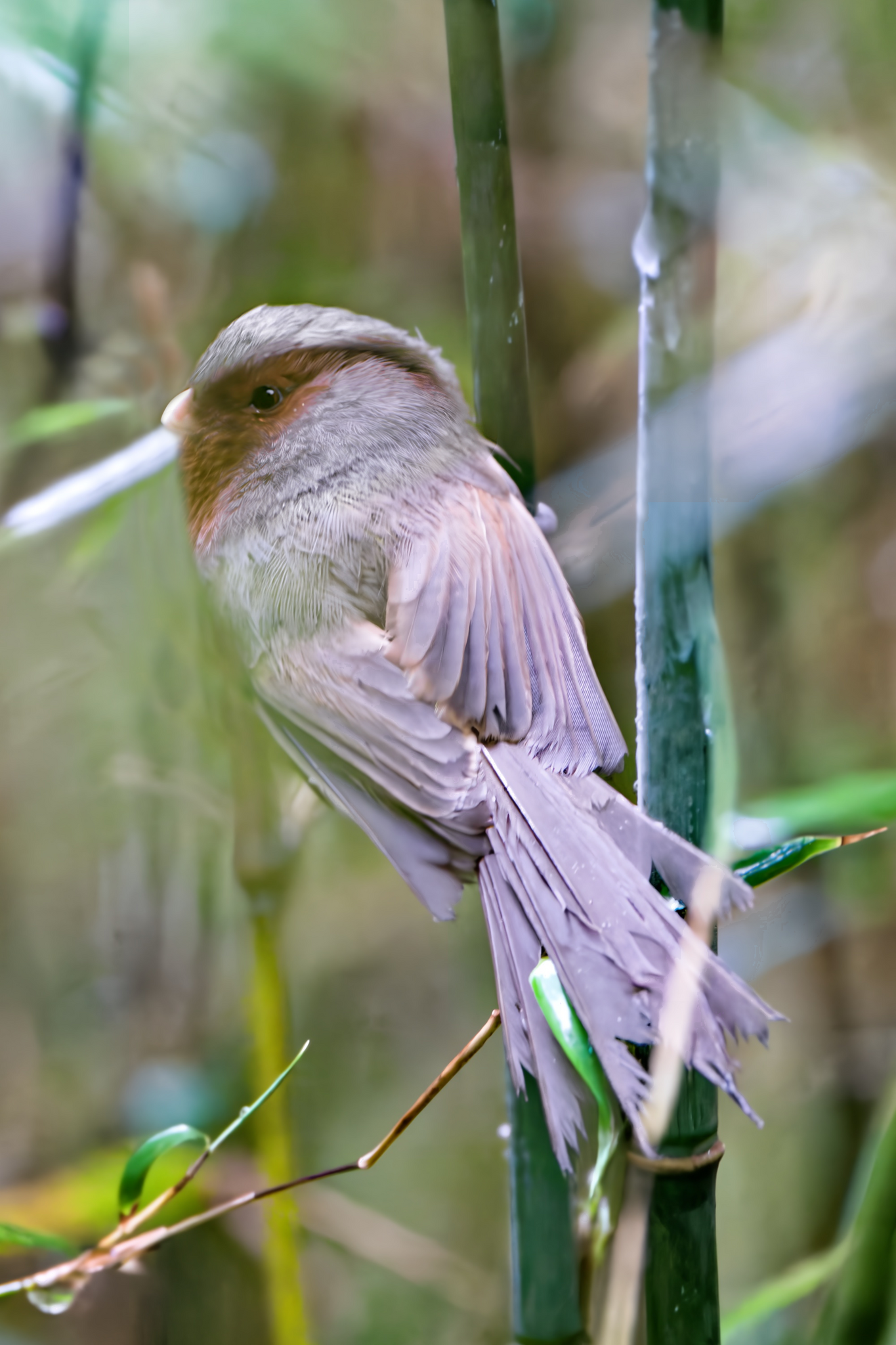 Przevalski's Parrotbill
