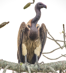 Slender-Billed Vulture photo 3