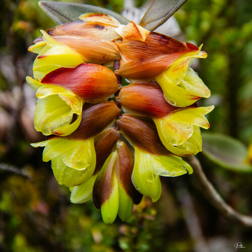 Epidendrum polychlamys Rchb.f.