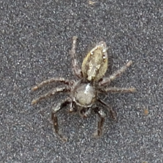 Dendryphantes hastatus