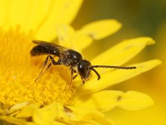 Lasioglossum sphecodoides