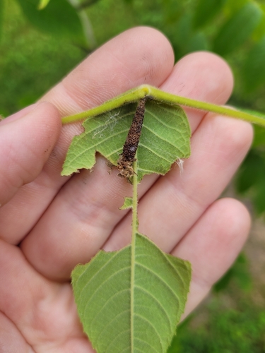 Pecan Leaf Casebearer Moth photo 4