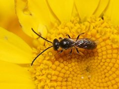 Lasioglossum sphecodoides