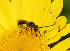 Lasioglossum sphecodoides