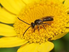 Lasioglossum sphecodoides
