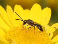 Lasioglossum sphecodoides
