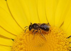 Lasioglossum sphecodoides